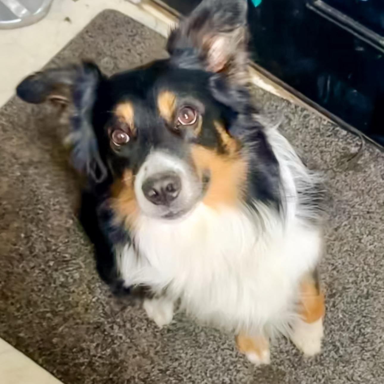 Enlarge Bohdi, an adoptable Australian Shepherd in Overland Park, KS image 3/5