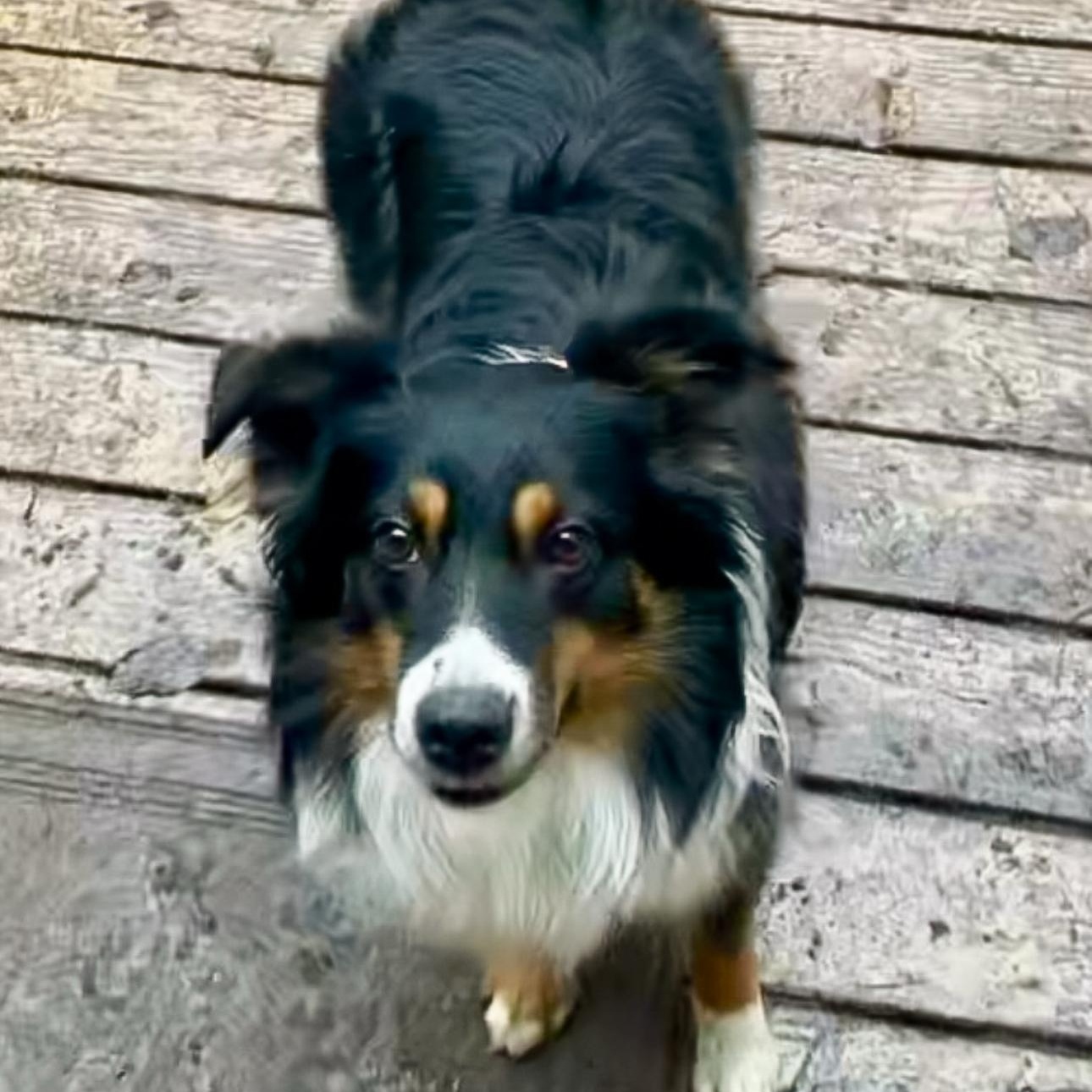 Enlarge Bohdi, an adoptable Australian Shepherd in Overland Park, KS image 4/5