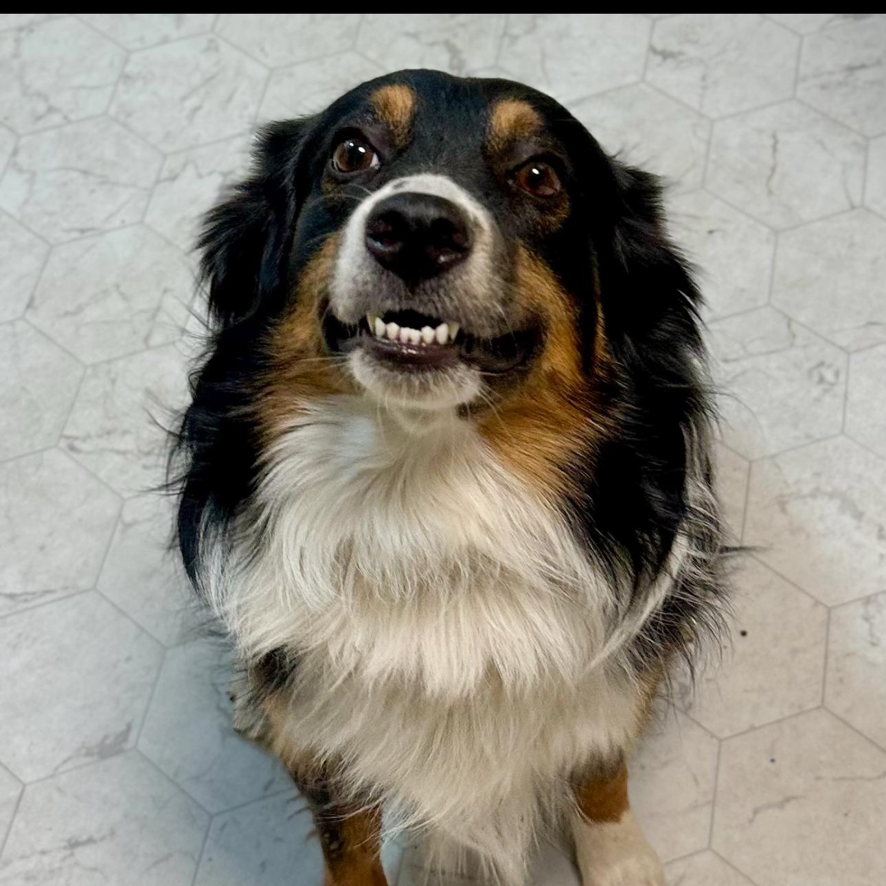 Enlarge Bohdi, an adoptable Australian Shepherd in Overland Park, KS image 1/5