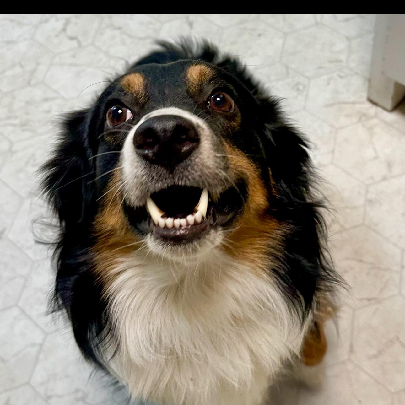 Enlarge Bohdi, an adoptable Australian Shepherd in Overland Park, KS image 5/5