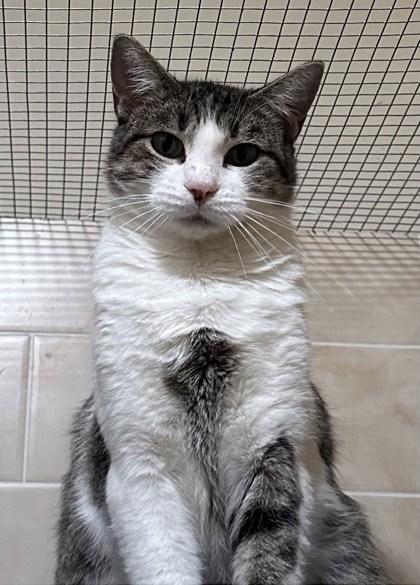 Chloe, adopted, Adult Female Domestic Short Hair.