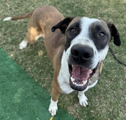 Jasmine, ADOPTABLE, Adult Female Mixed Breed.