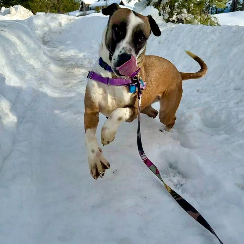 Enlarge Jasmine, a ADOPTABLE Mixed Breed in Truckee, CA image 2/4