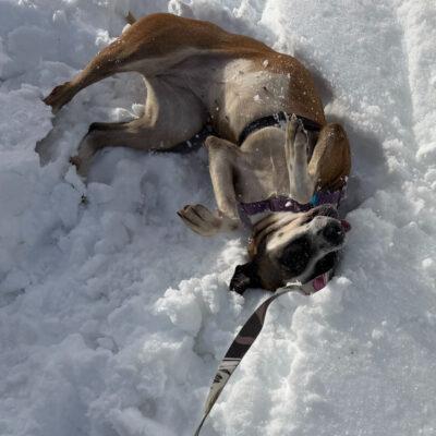 Enlarge Jasmine, a ADOPTABLE Mixed Breed in Truckee, CA image 3/4