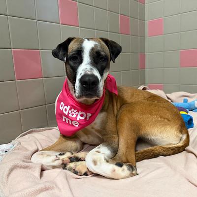 Enlarge Jasmine, a ADOPTABLE Mixed Breed in Truckee, CA image 4/4