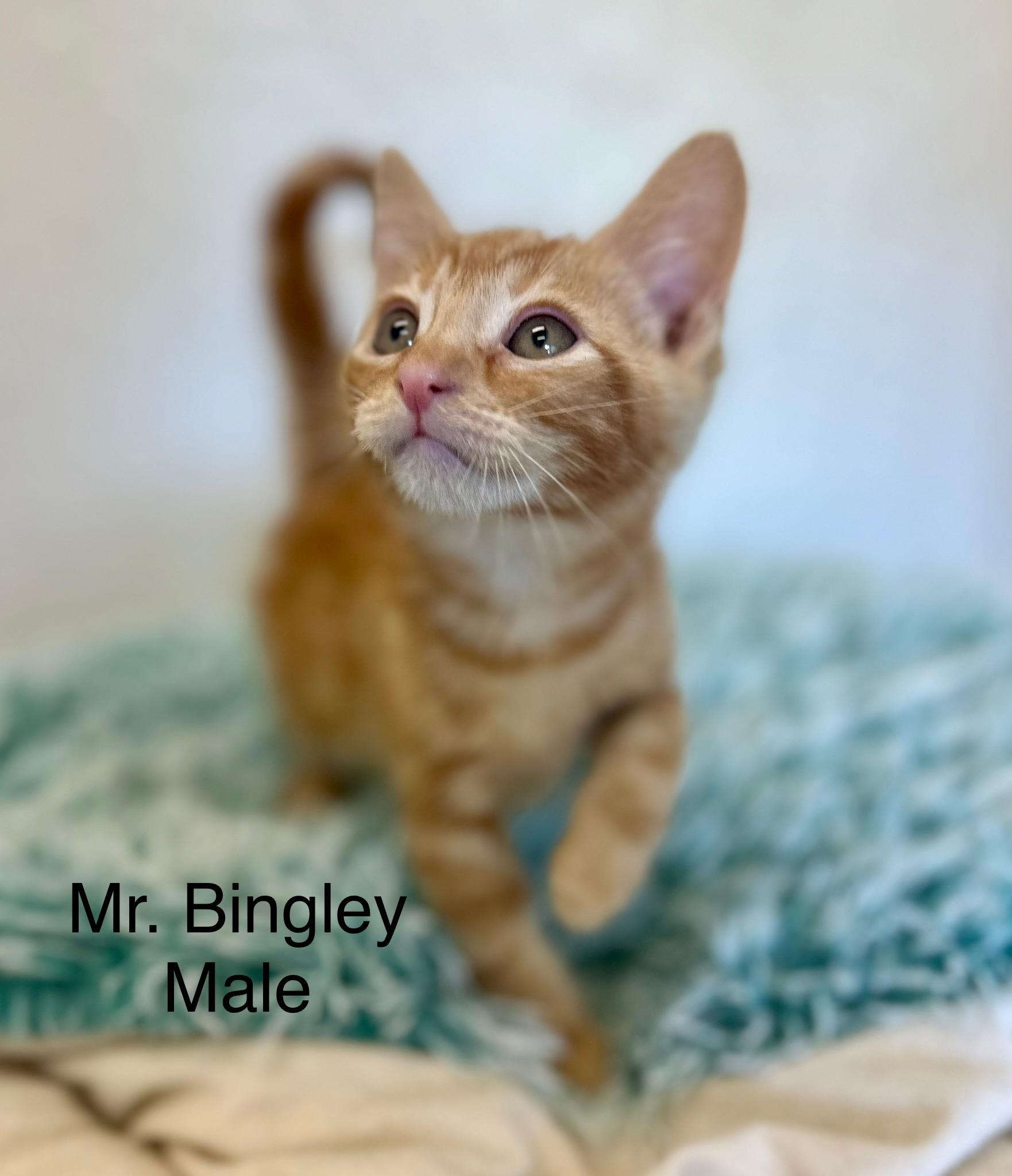 Mr bingely