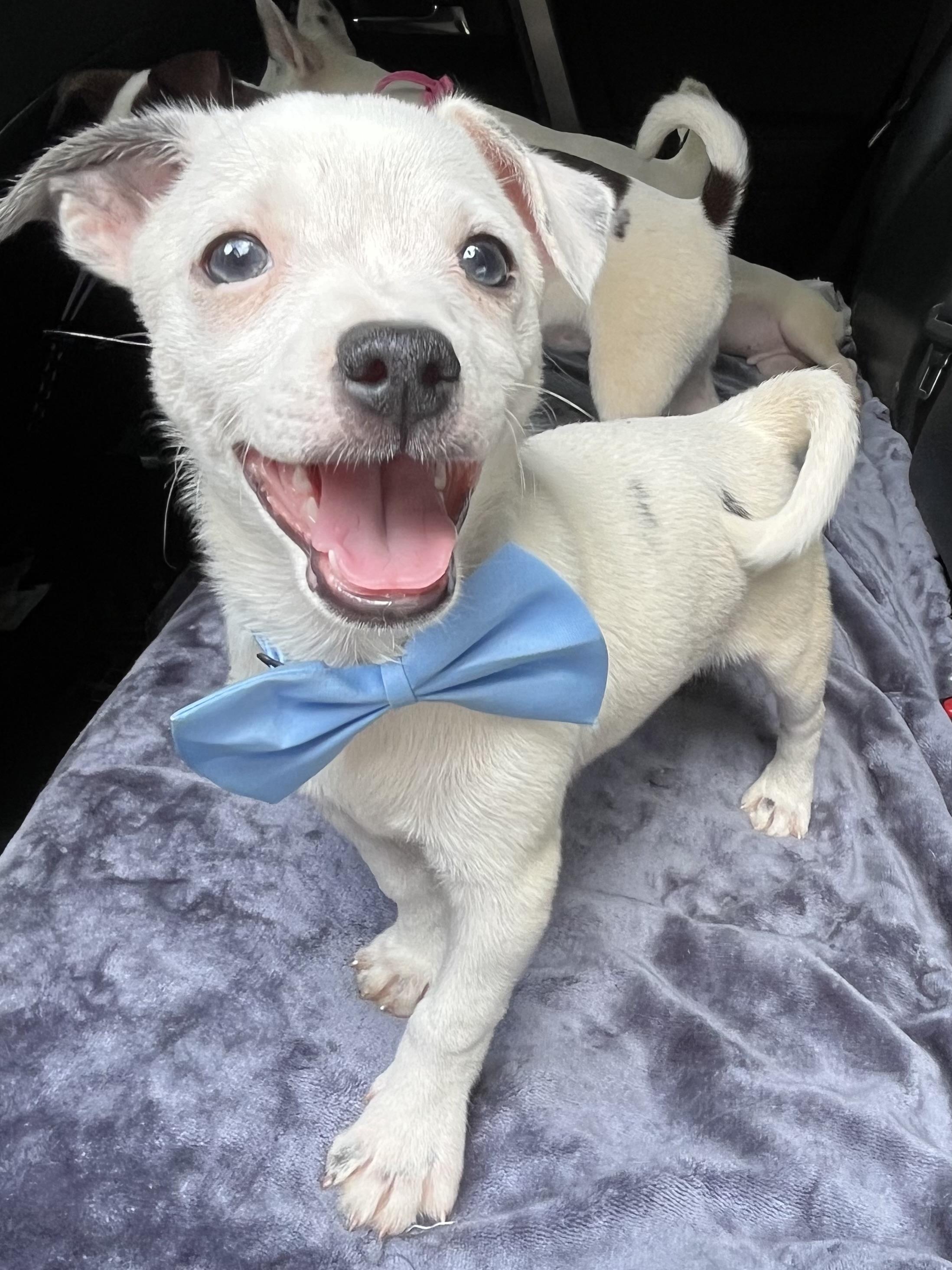 Enlarge Nacho, a Adoptable mixed breed in Fayetteville , NC image 5/6