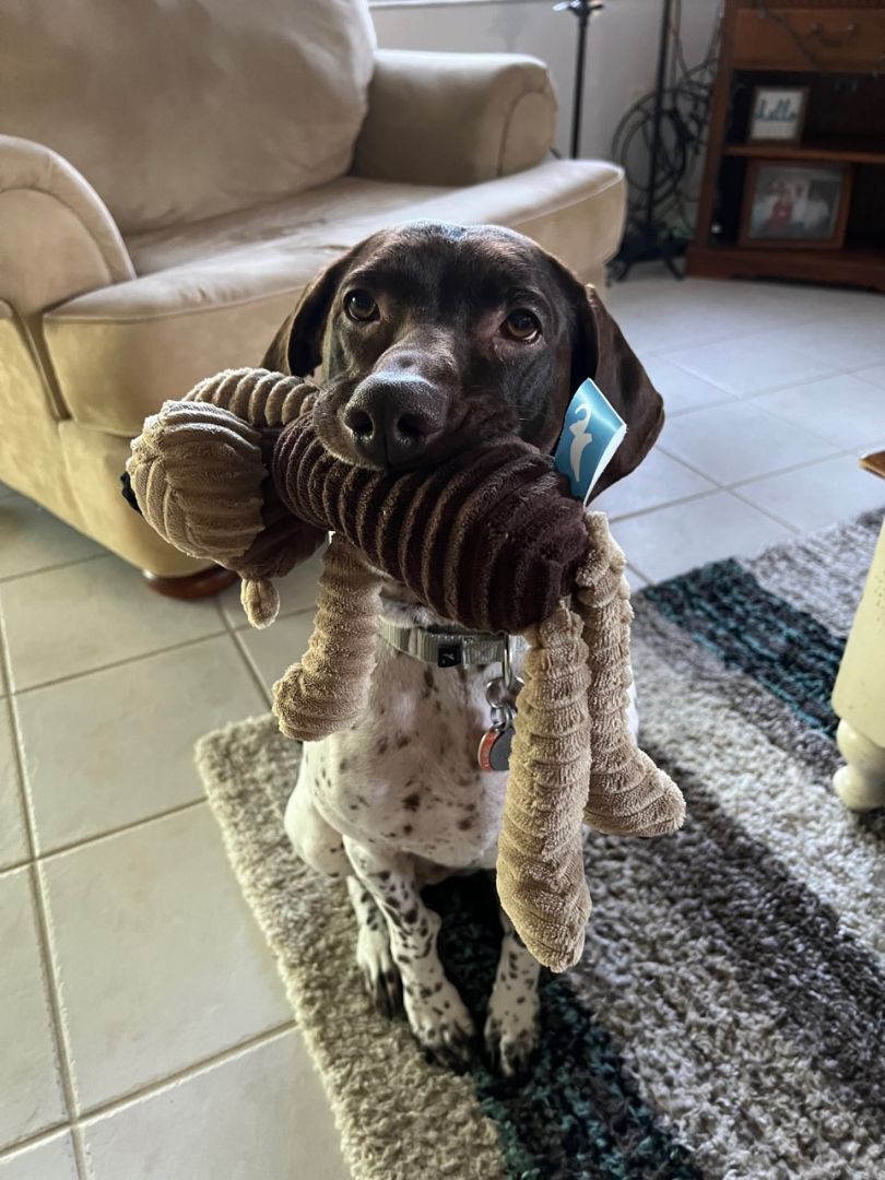 Georgia, Adopted, Adult Female German Shorthaired Pointer.