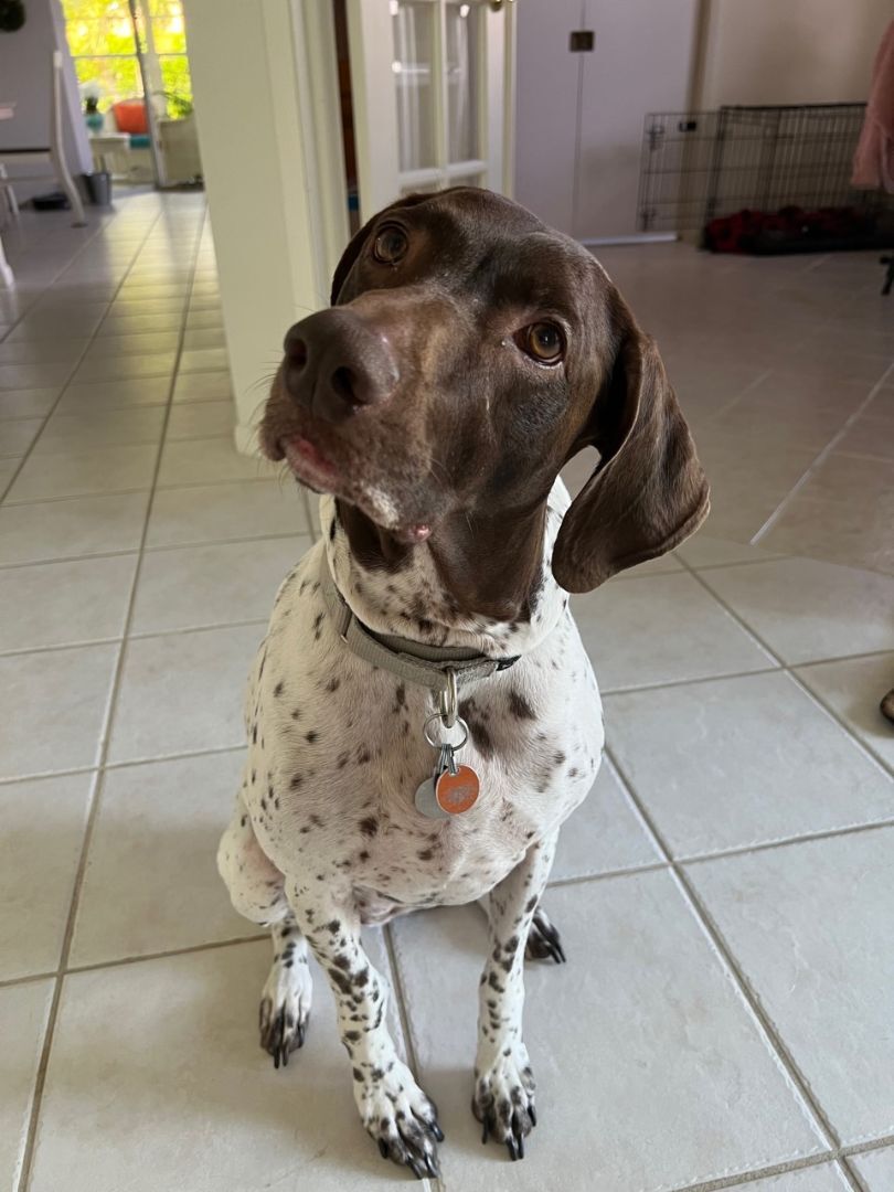 Enlarge Georgia, a Adopted German Shorthaired Pointer in Canfield, OH image 2/6