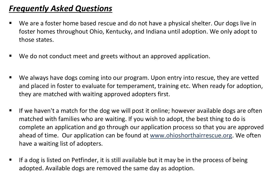 Enlarge Georgia, a Adopted German Shorthaired Pointer in Canfield, OH image 3/6