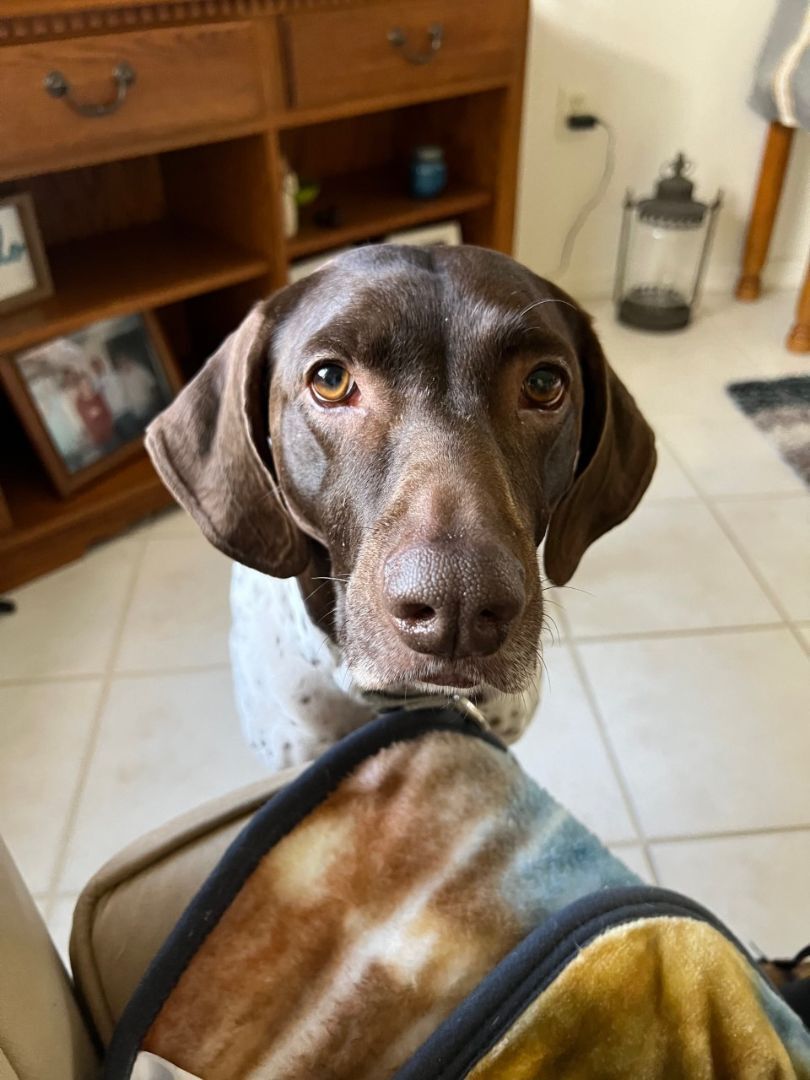 Enlarge Georgia, a Adopted German Shorthaired Pointer in Canfield, OH image 4/6