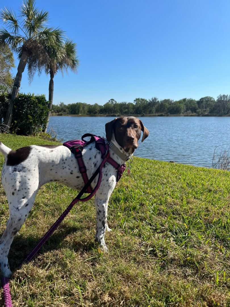 Enlarge Georgia, a Adopted German Shorthaired Pointer in Canfield, OH image 5/6