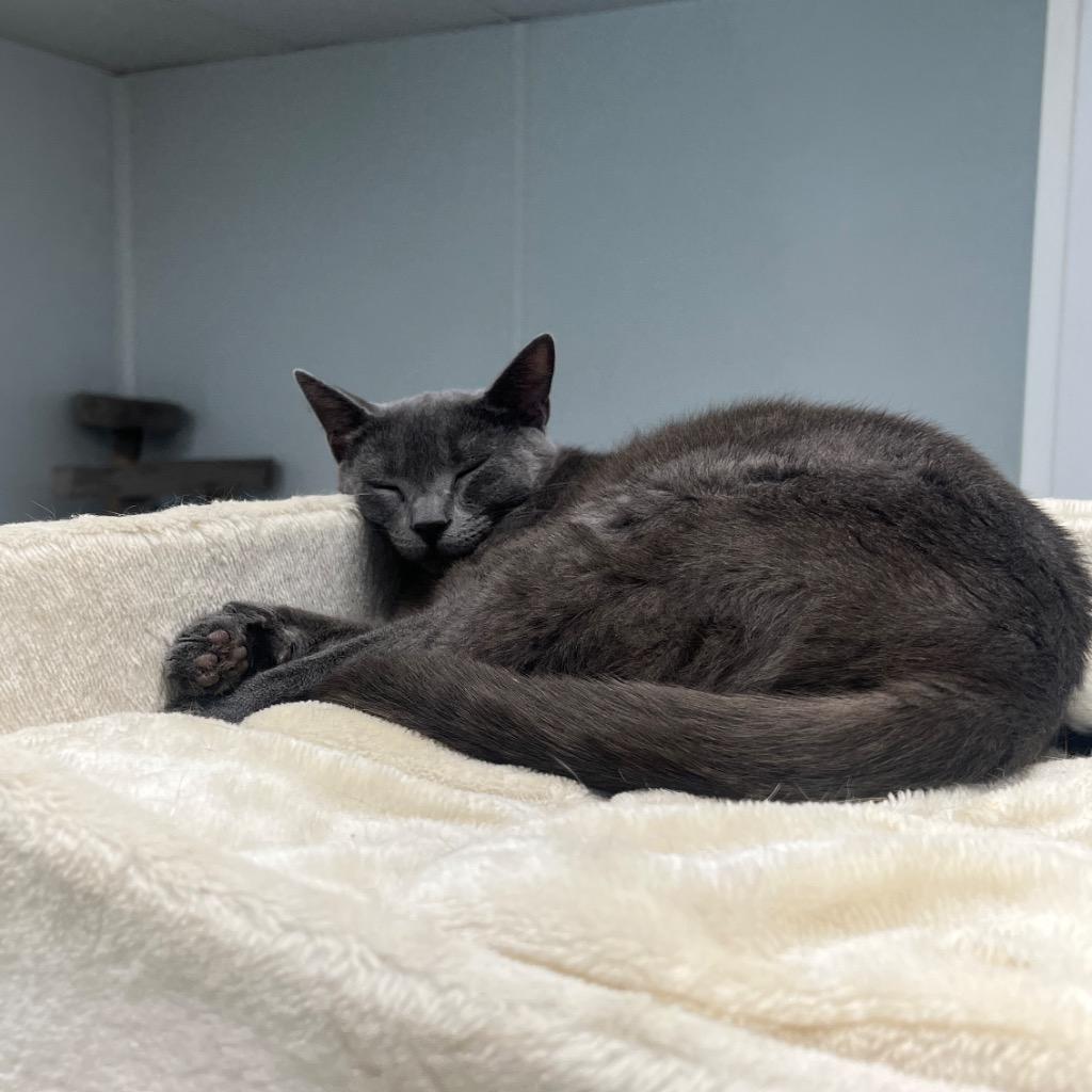 Enlarge Sandro, a Adoptable mixed breed in Corpus Christi, TX image 1/3