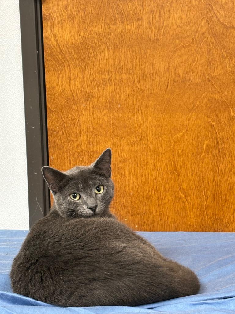 Enlarge Sandro, a Adoptable mixed breed in Corpus Christi, TX image 3/3