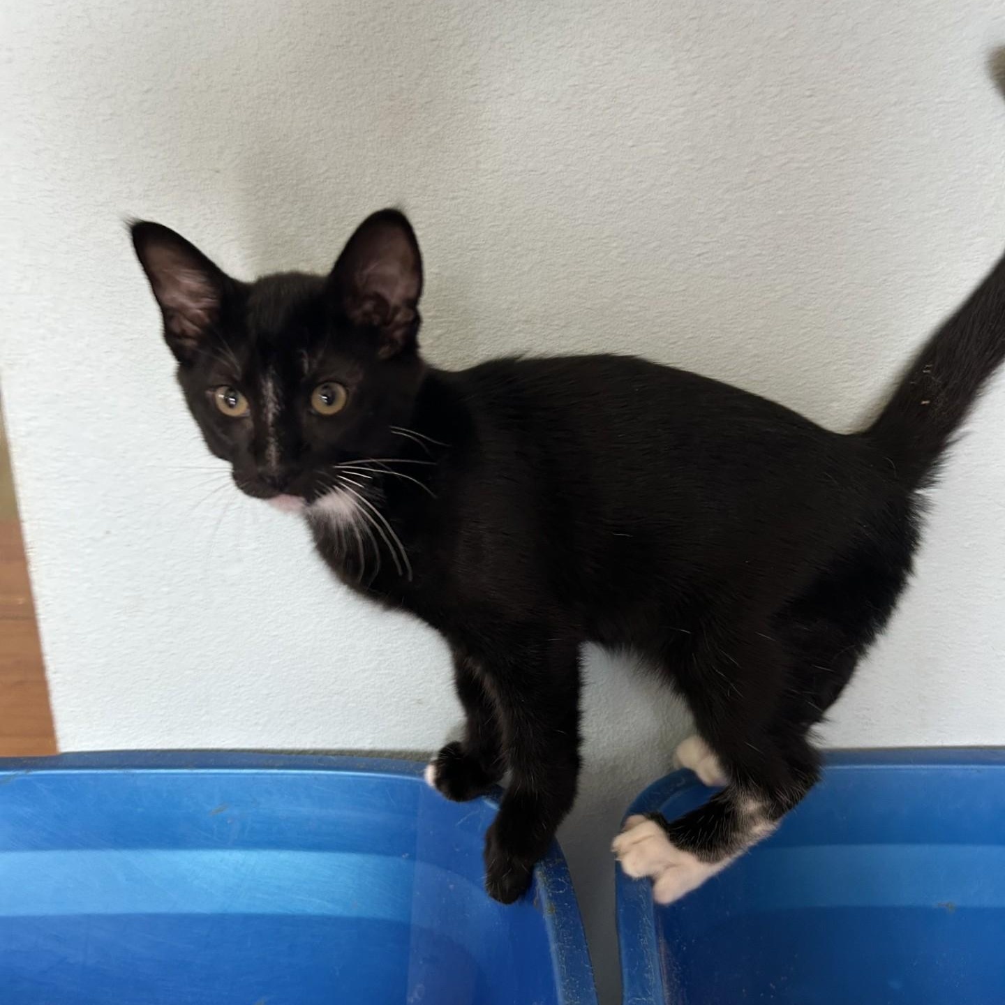 Trumpet, a Adoptable Domestic Short Hair in Springdale, AR image 2/2