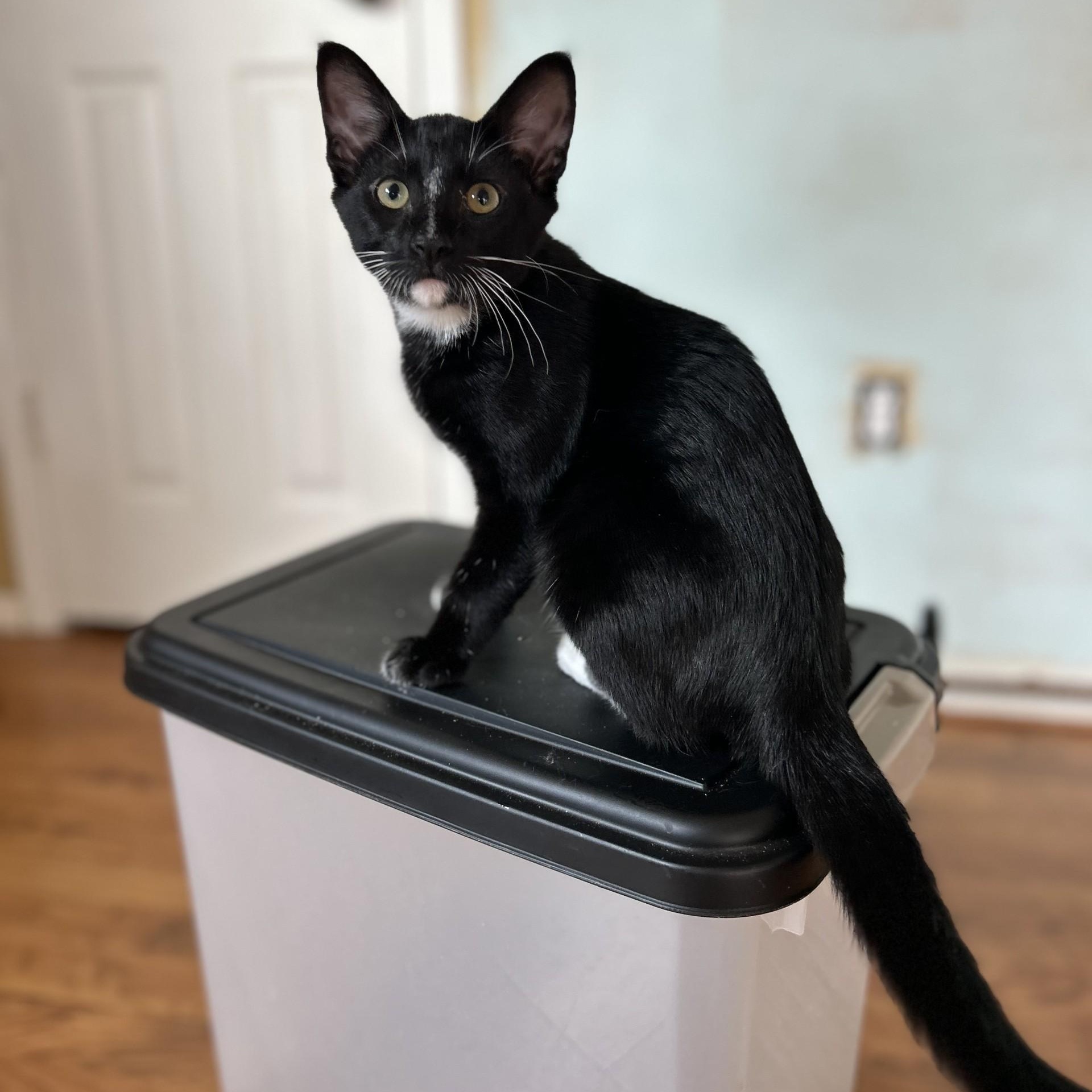 Trumpet, a Adoptable Domestic Short Hair in Springdale, AR image 1/2