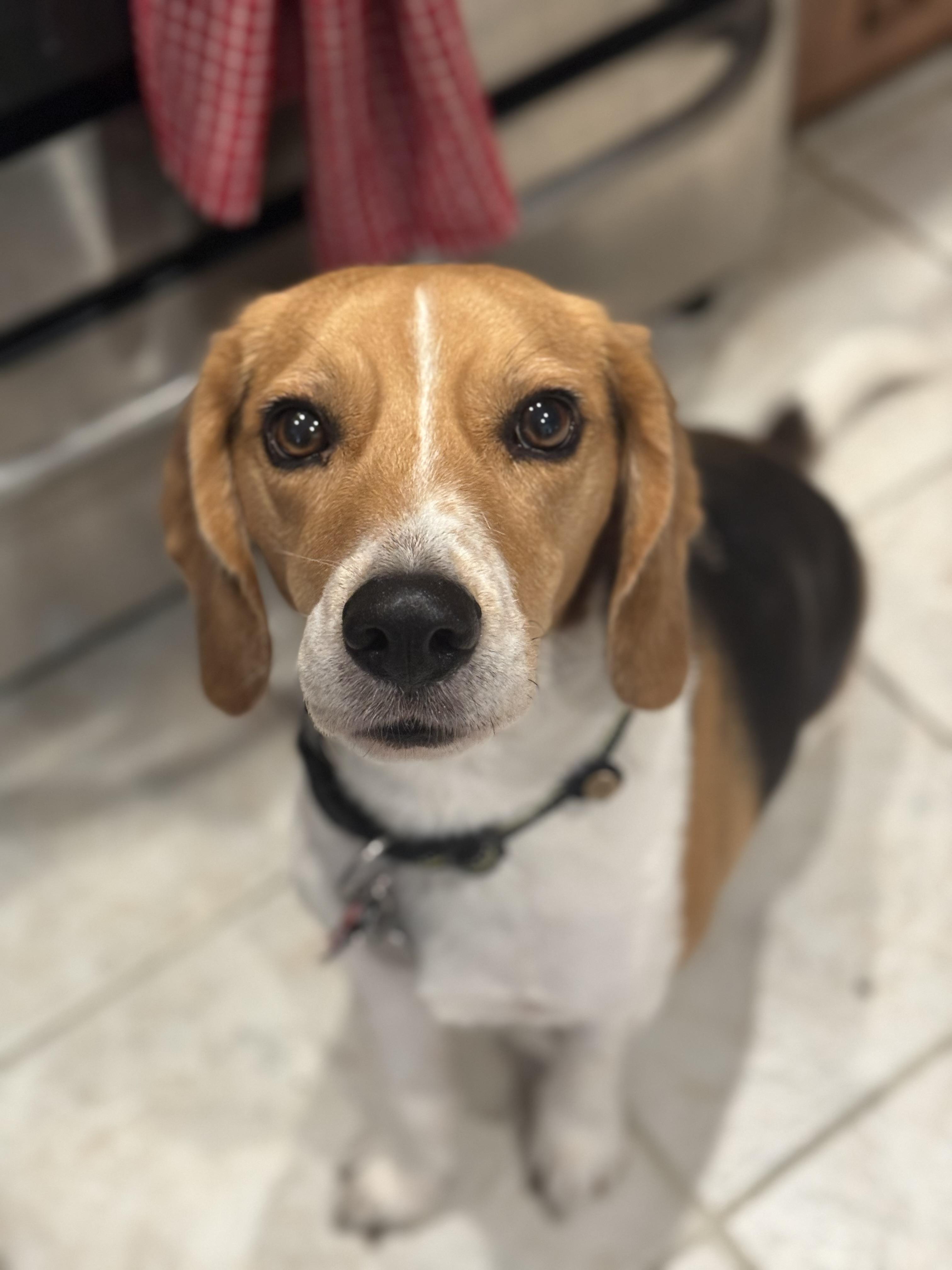 Enlarge Roland, a Adoptable Beagle in Phoenix, AZ image 1/1