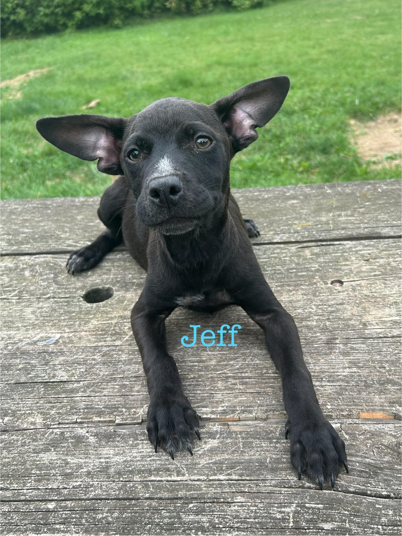 Jeff, Adoptable, Puppy Male Chihuahua.