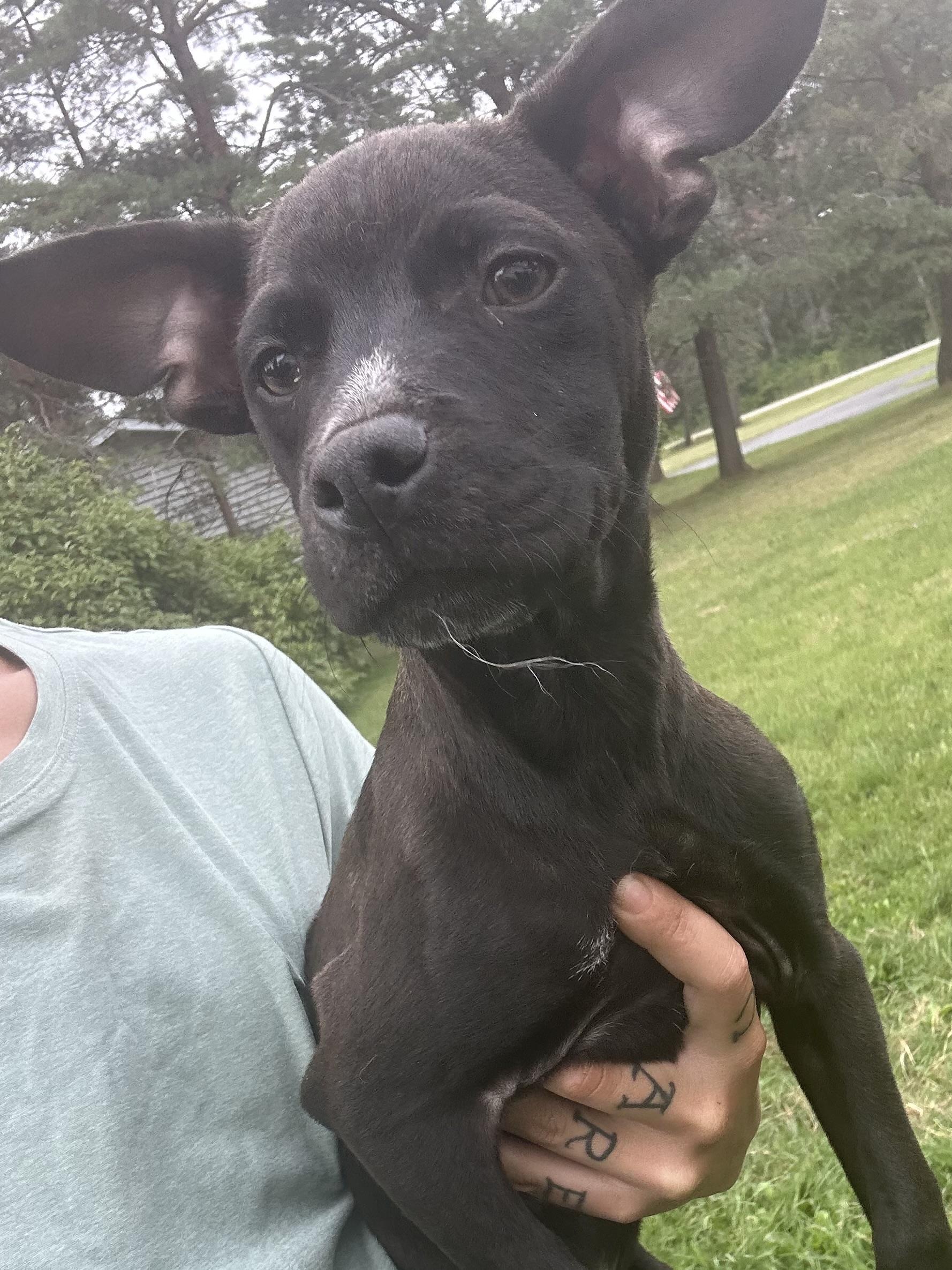 Jeff, a Adoptable mixed breed in West Falls, NY image 2/2