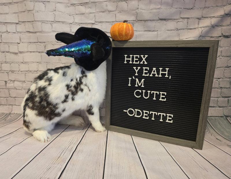 Odette, Adoptable, Adult Female English Spot.