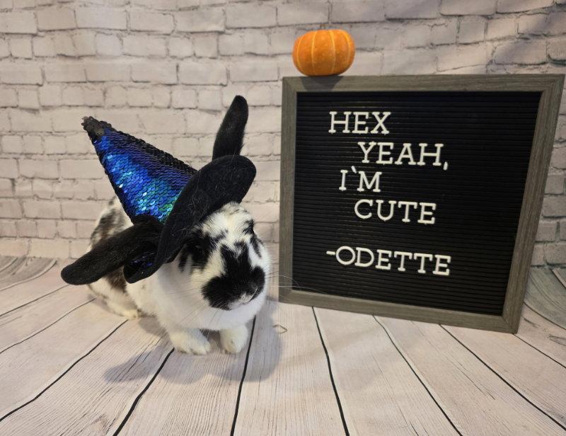 Enlarge Odette, a Adoptable English Spot in Columbus, OH image 2/3