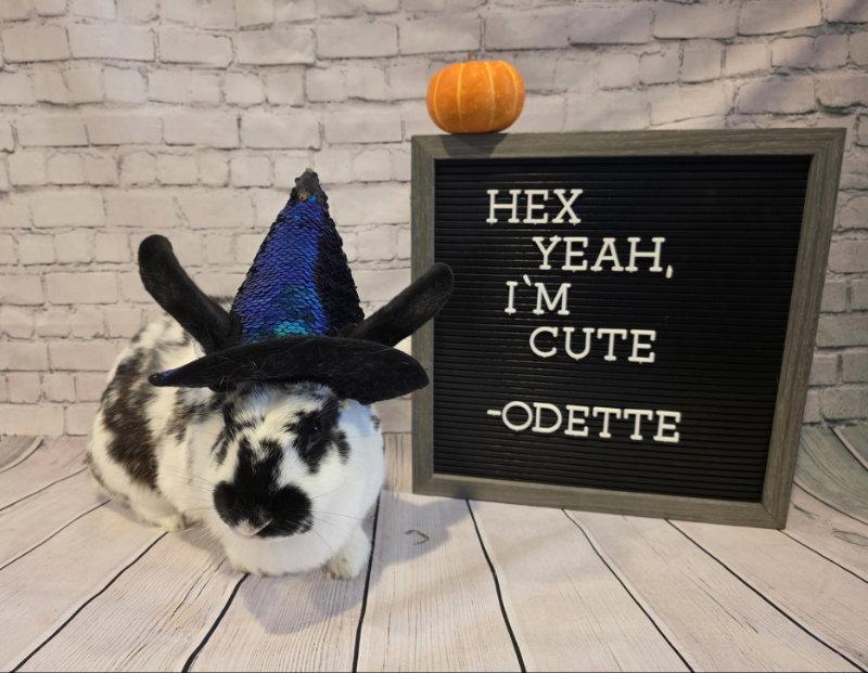 Enlarge Odette, a Adoptable English Spot in Columbus, OH image 3/3