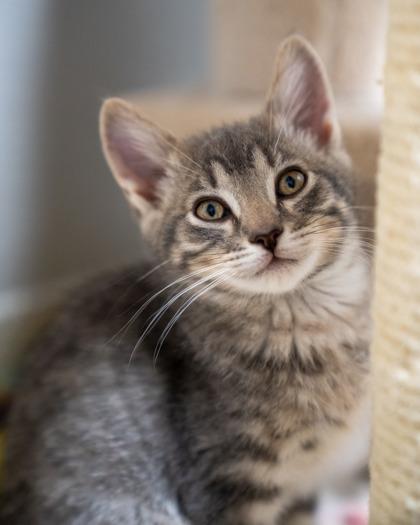 Steffen, Adoptable, Kitten Male Domestic Short Hair & Domestic Short Hair.