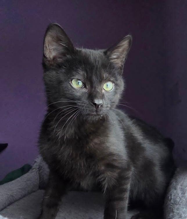 Patagonia, Adoptable, Young Male Domestic Short Hair.