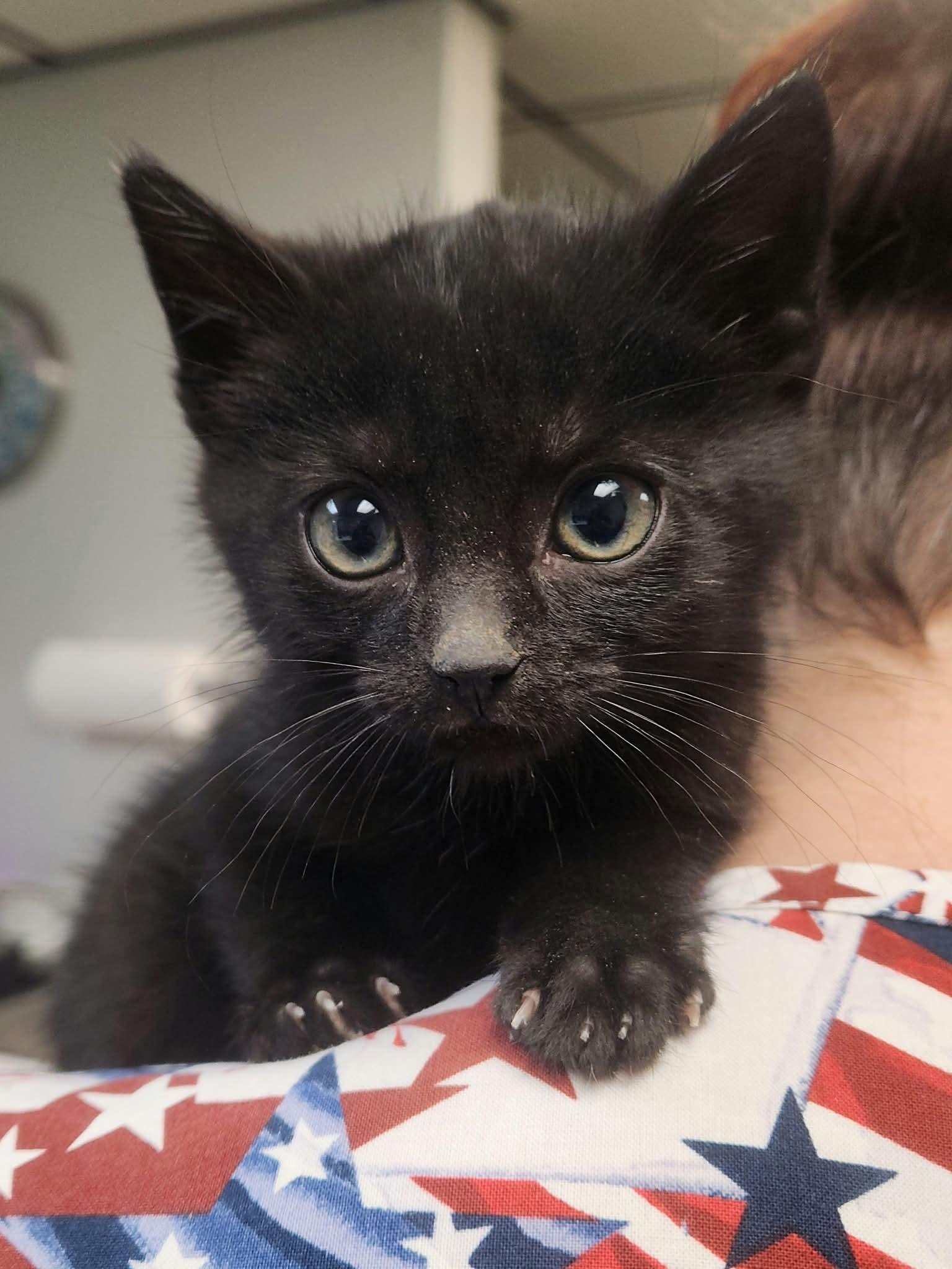 Enlarge Patagonia, a Adoptable Domestic Short Hair in Merrillville, IN image 3/4