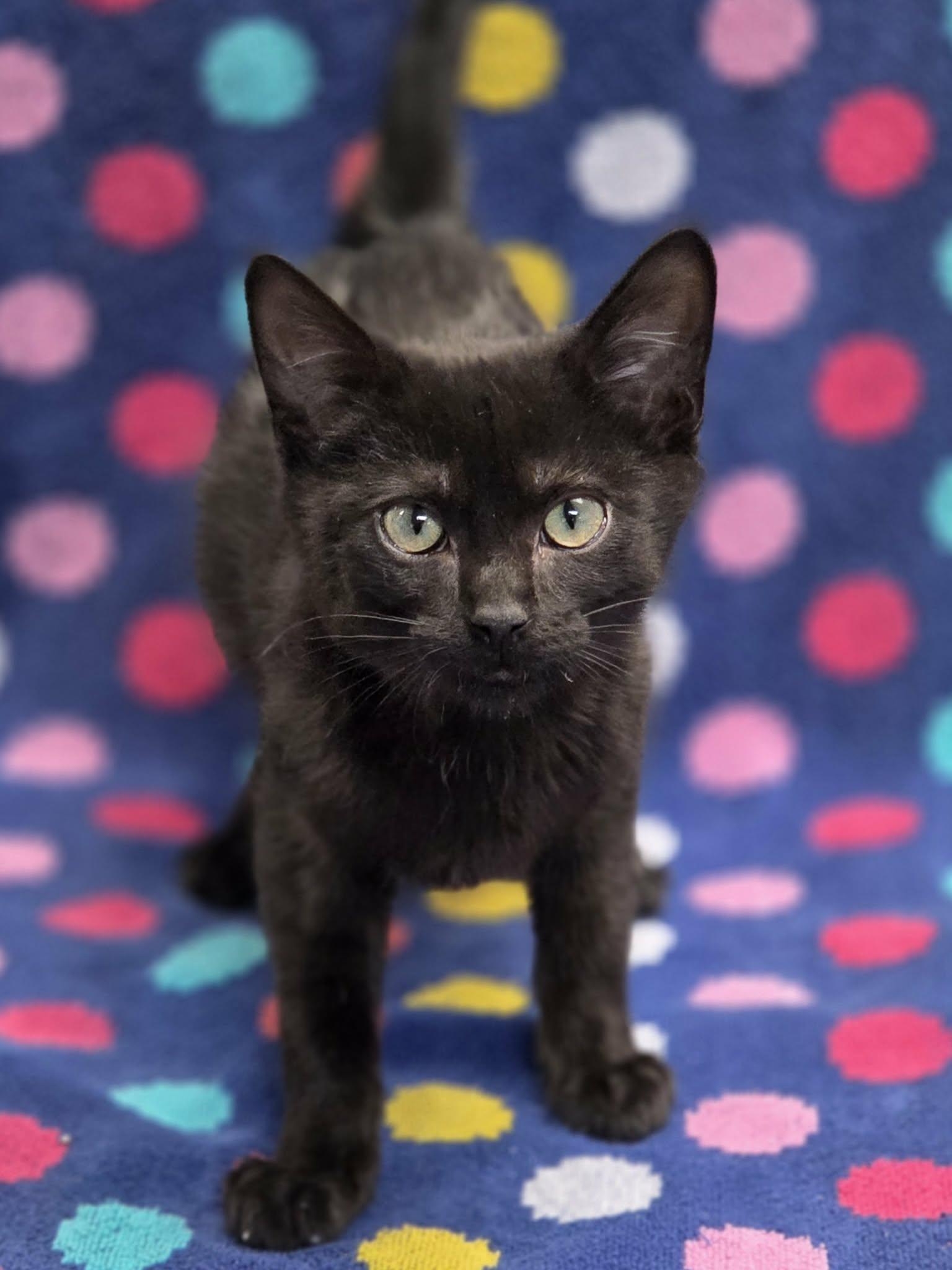 Patagonia, Adoptable, Young Male Domestic Short Hair.