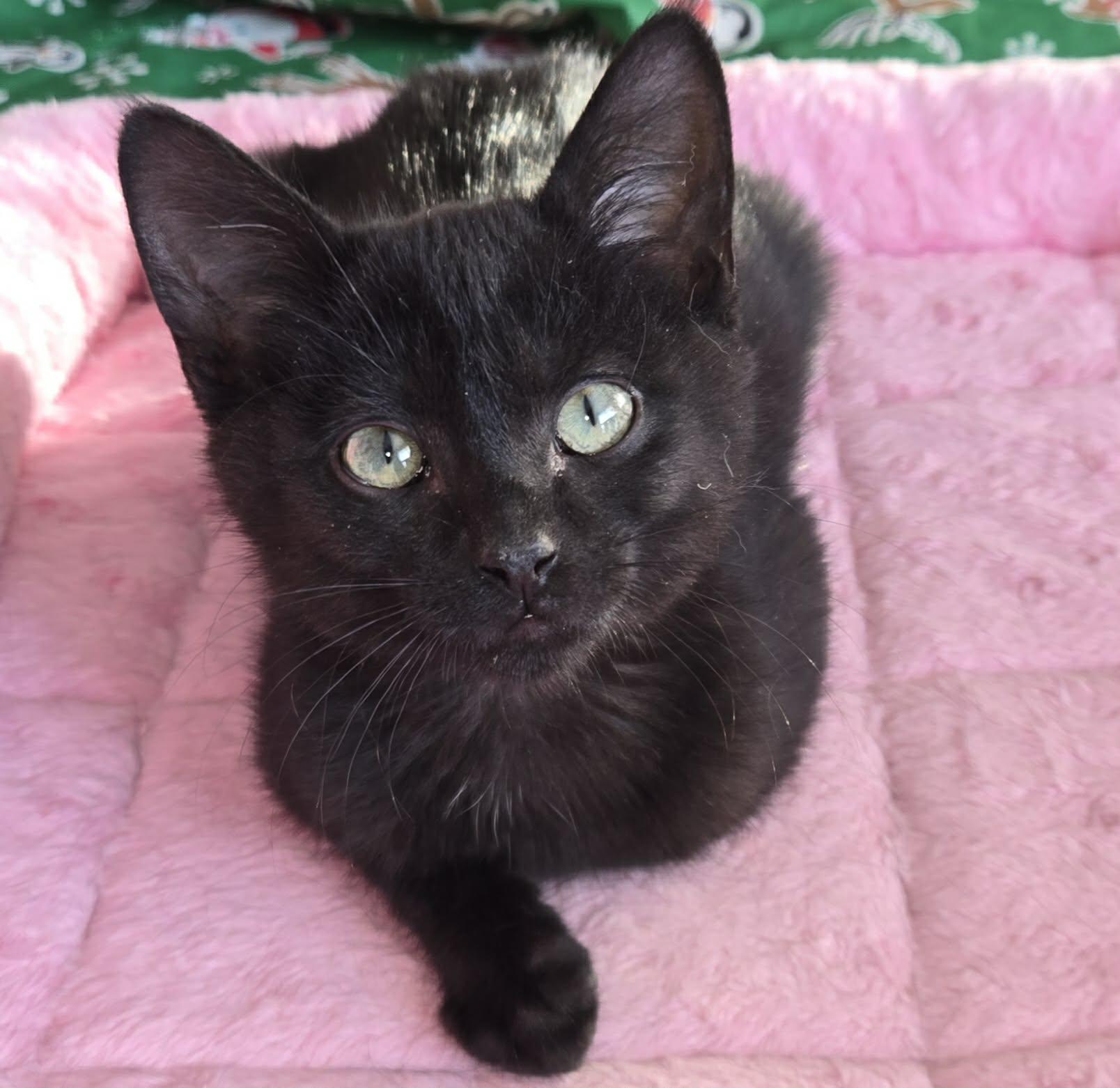 Enlarge Patagonia, a Adoptable Domestic Short Hair in Merrillville, IN image 2/4