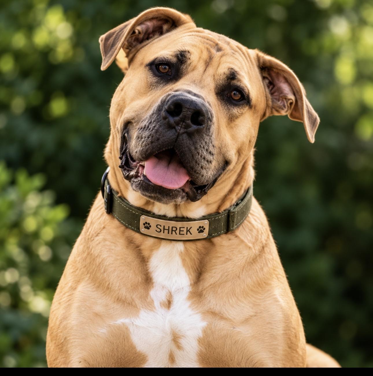 Enlarge Shrek, a Adoptable mixed breed in CUMMING, GA image 1/6
