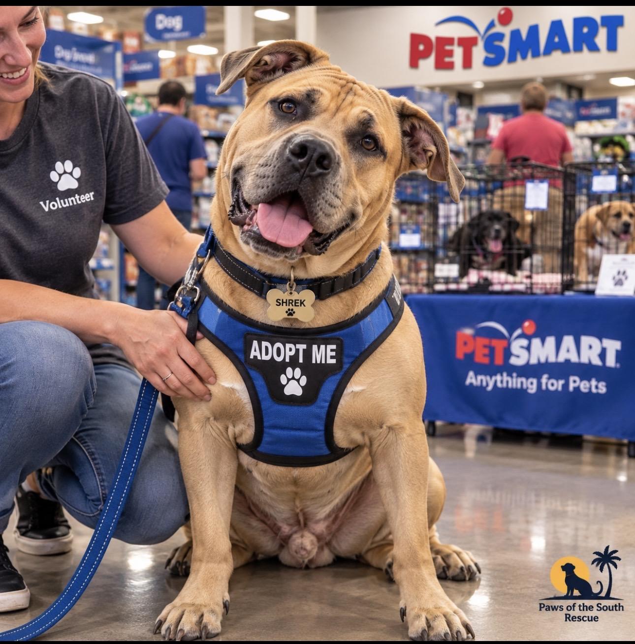 Enlarge Shrek, a Adoptable mixed breed in CUMMING, GA image 2/6
