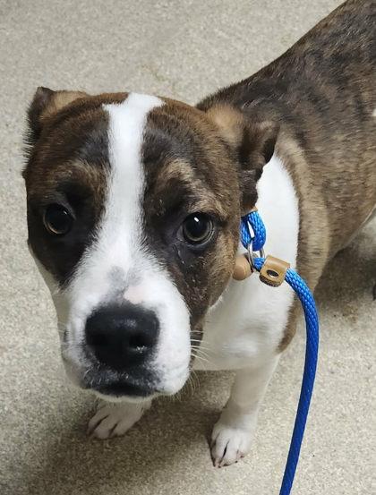 Enlarge Gamora, a Adoptable mixed breed in Munster, IN image 1/2