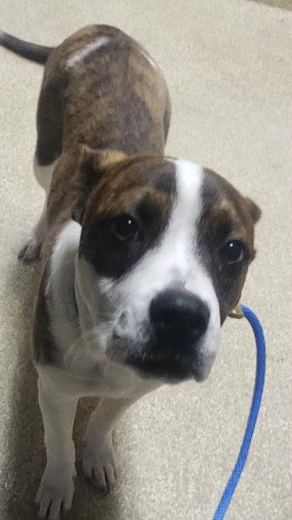 Enlarge Gamora, a Adoptable mixed breed in Munster, IN image 2/2