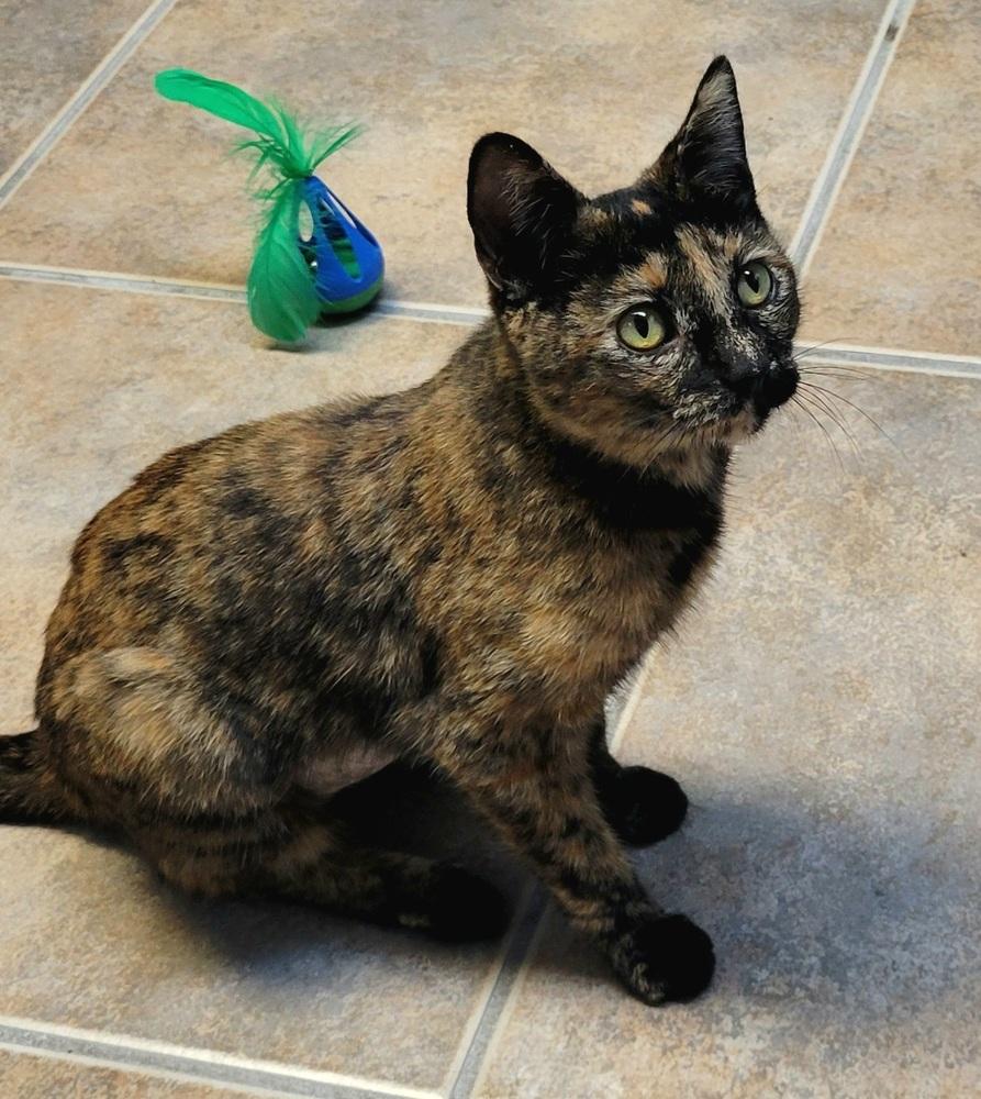 Enlarge Pumpkin, a Adoptable Domestic Short Hair in Green Valley, AZ image 1/6