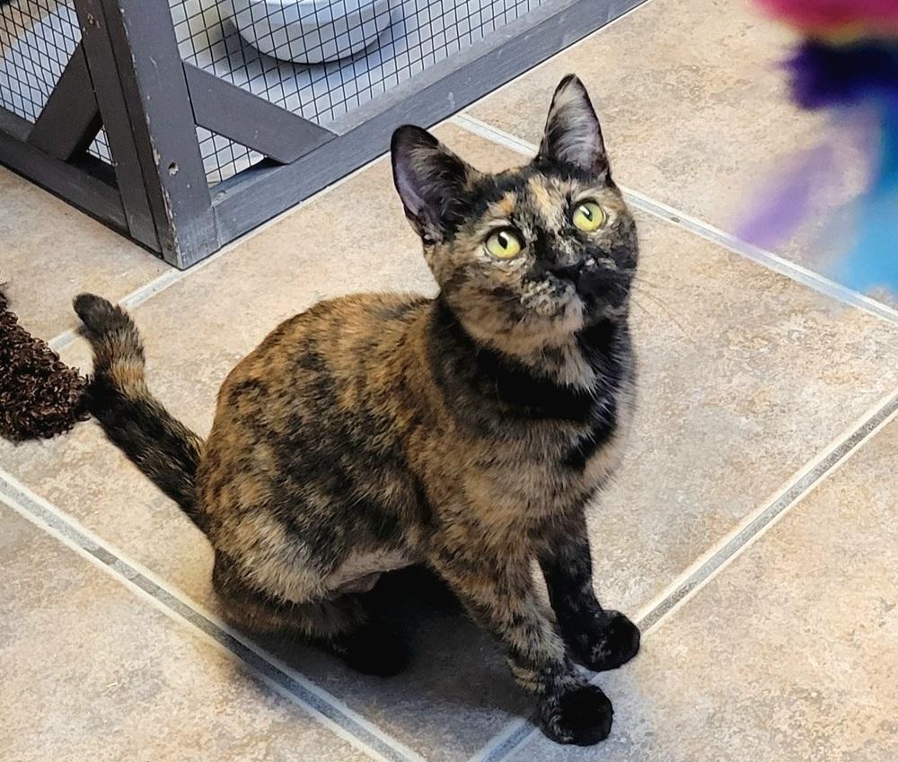 Enlarge Pumpkin, a Adoptable Domestic Short Hair in Green Valley, AZ image 2/6