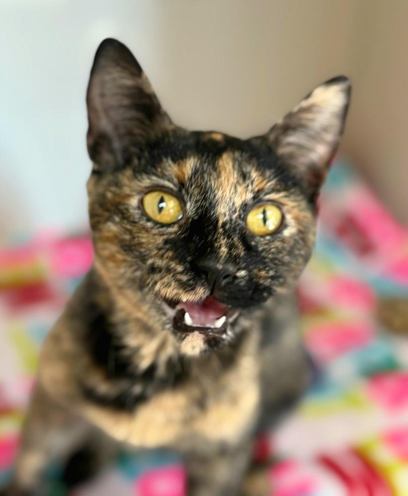 Enlarge Pumpkin, a Adoptable Domestic Short Hair in Green Valley, AZ image 5/6