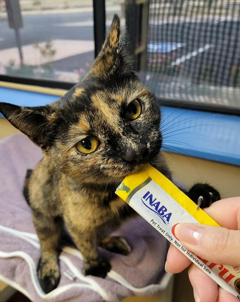 Enlarge Pumpkin, a Adoptable Domestic Short Hair in Green Valley, AZ image 6/6