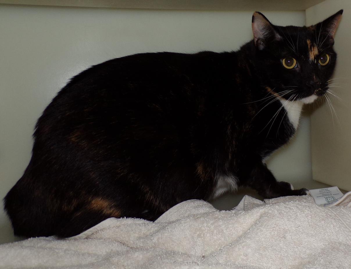SOPHIE, Adoptable, Adult Female Domestic Short Hair.