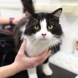 Enlarge Chef, an adopted Domestic Medium Hair in Neosho, MO image 1/1