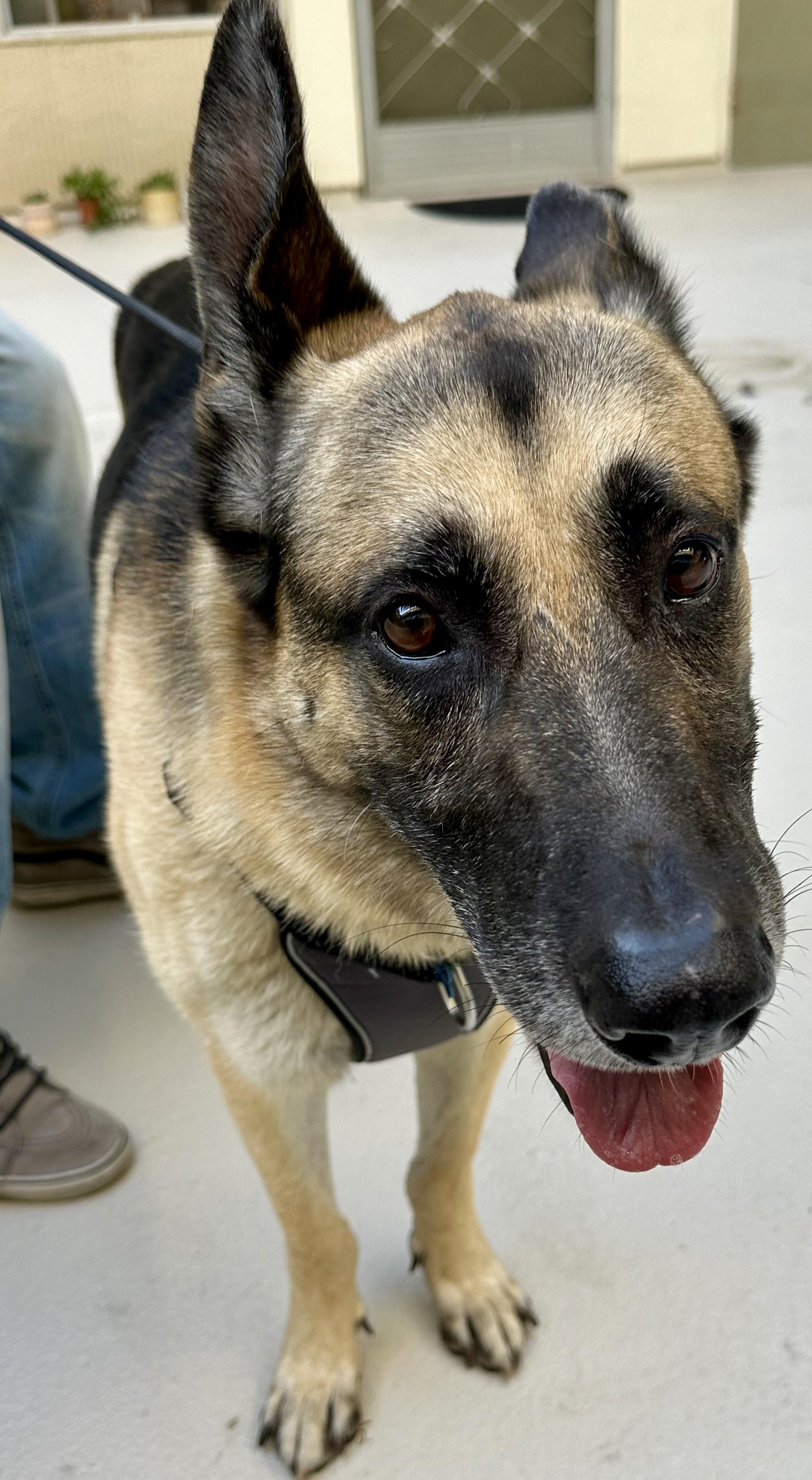 Enlarge ROCKY DeRose , a ADOPTABLE mixed breed in Sherman Oaks, CA image 1/6