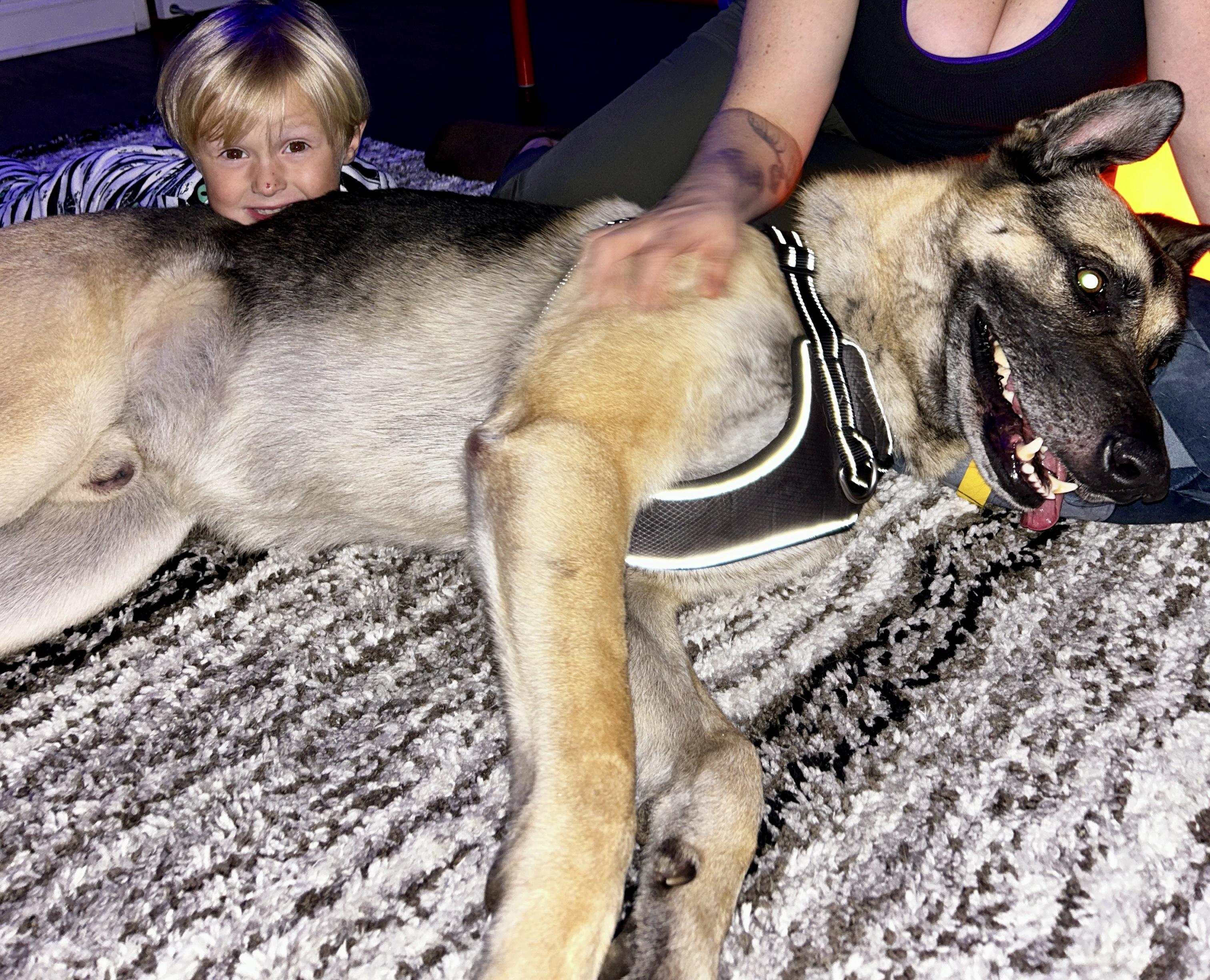 ROCKY DeRose , ADOPTABLE, Adult Male German Shepherd Dog & Shepherd.