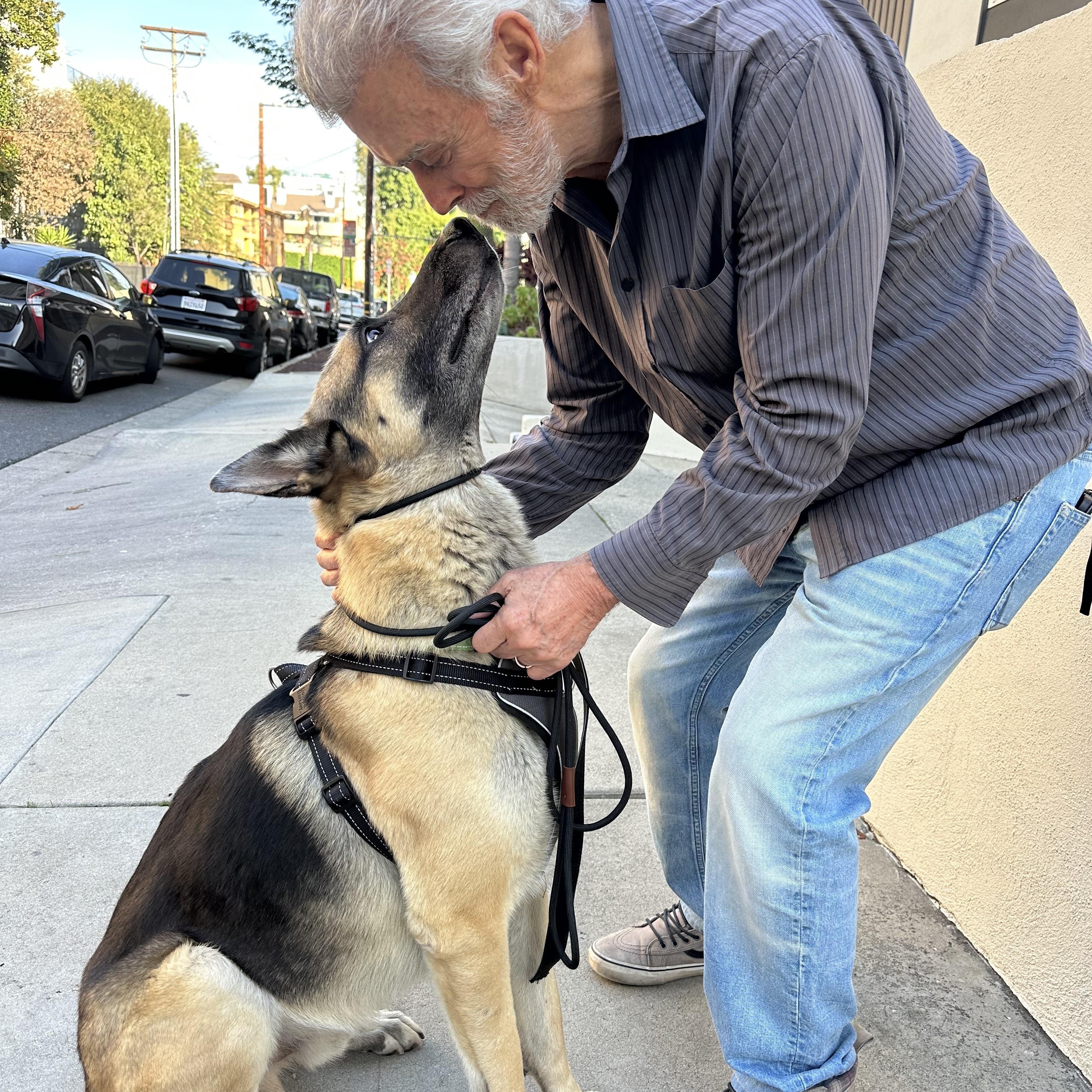 Enlarge ROCKY DeRose , a ADOPTABLE mixed breed in Sherman Oaks, CA image 5/6