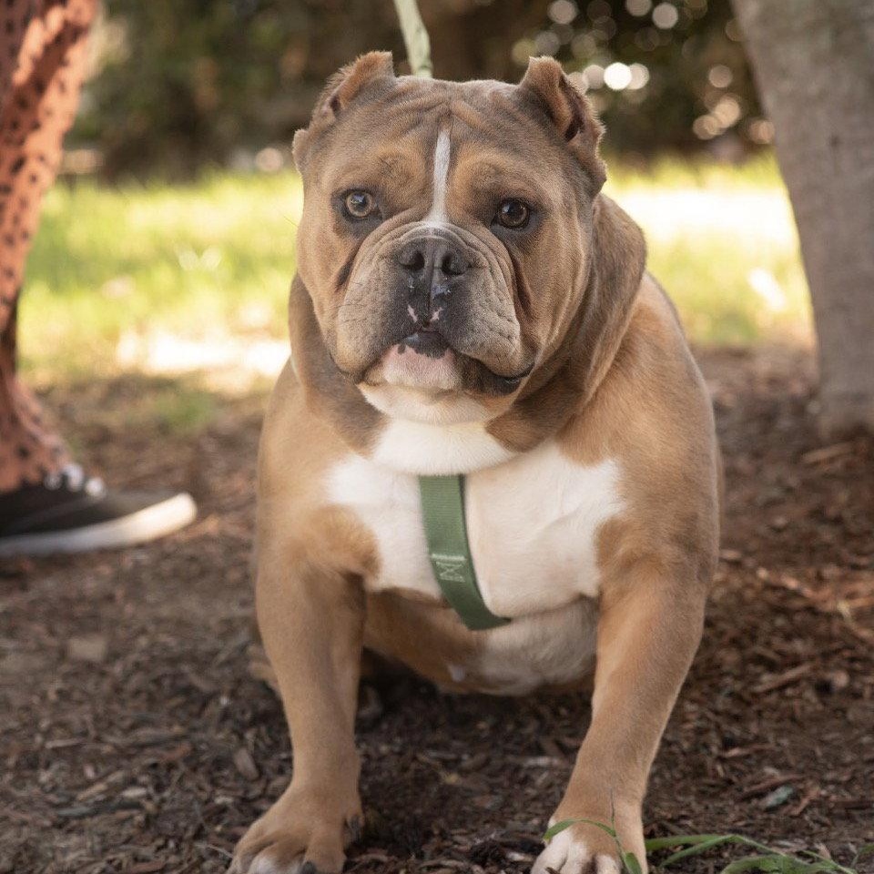 Enlarge BELLA, a Adoptable mixed breed in Griswold, CT image 1/3