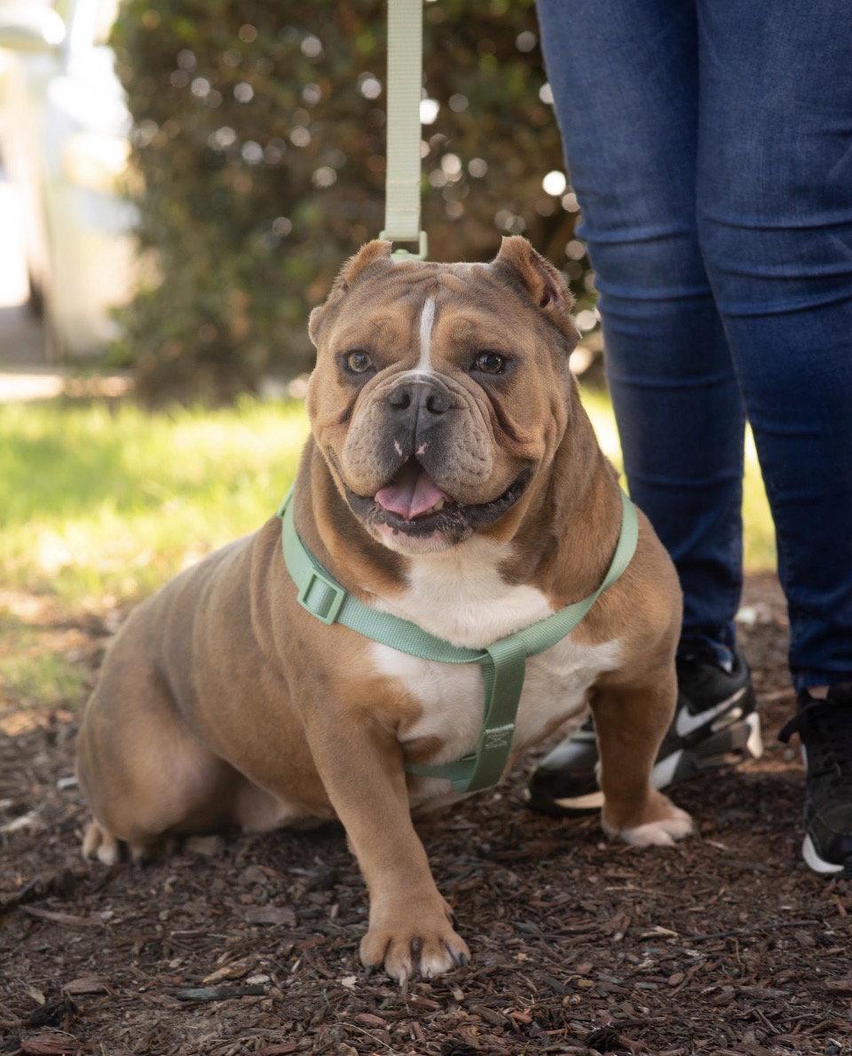 Enlarge BELLA, a Adoptable mixed breed in Griswold, CT image 2/3