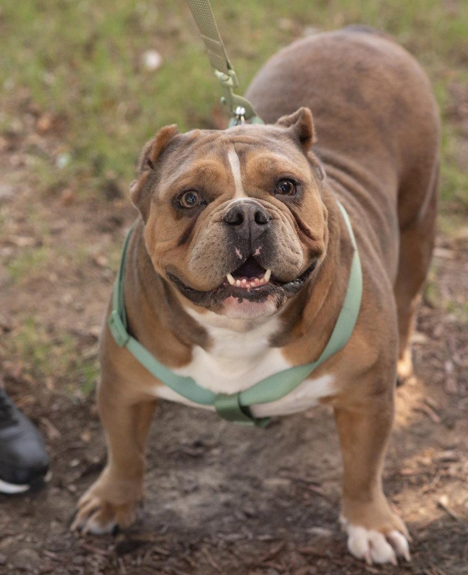 Enlarge BELLA, a Adoptable mixed breed in Griswold, CT image 3/3
