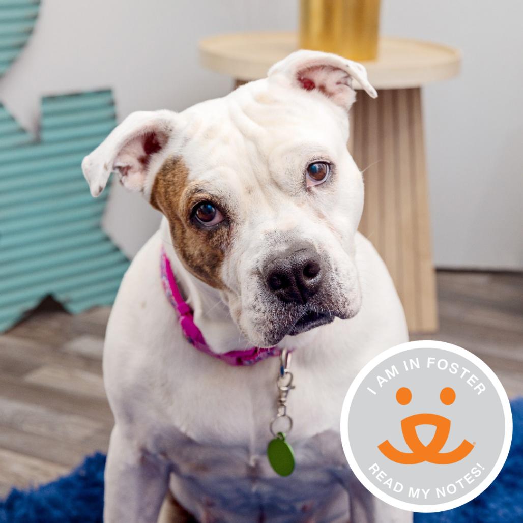 Coconut, Adoptable, Senior Female American Staffordshire Terrier.