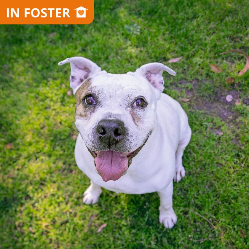 Coconut, Adoptable, Senior Female English Bulldog & Mixed Breed.