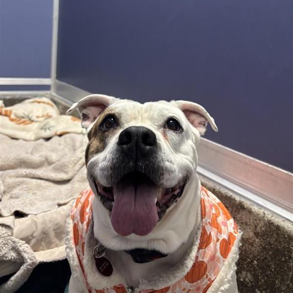 Enlarge Coconut, a Adoptable mixed breed in Los Angeles, CA image 1/6